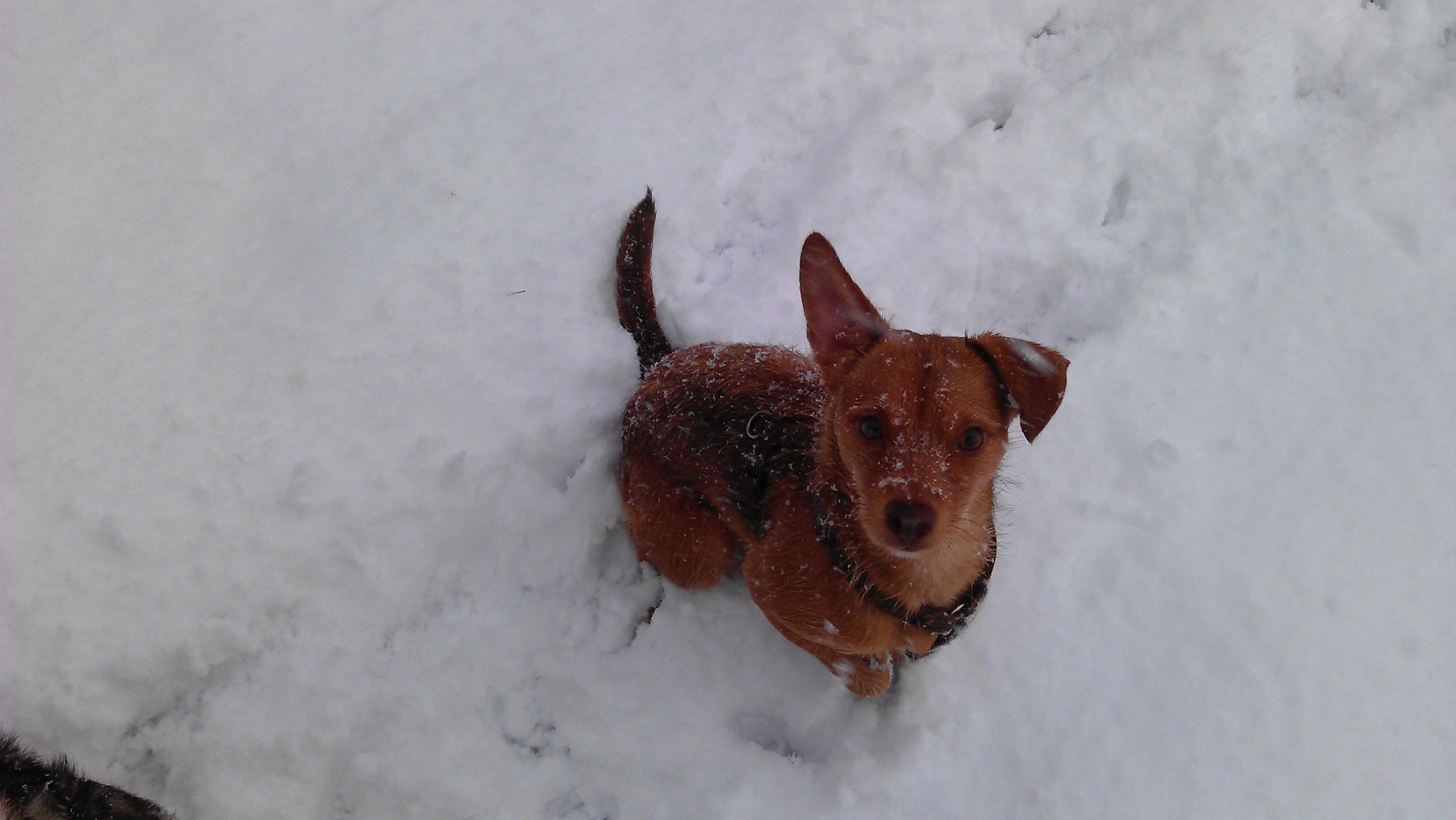 Kali (Jack Russell Terrier, Jagdterrier, Labrador, Pudel) Jack Russell Terrier Jagdterrier Labrador Pudel 